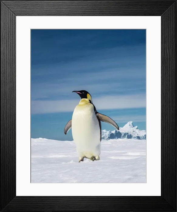 Framed Print : World's largest penguin, Emperor Penguins (Aptenodytes forsteri) on sea ice, Weddell Sea, Antarctica Framed Print : World's largest penguin, Emperor Penguins (Aptenodytes forsteri) on sea ice, Weddell Sea, Antarctica