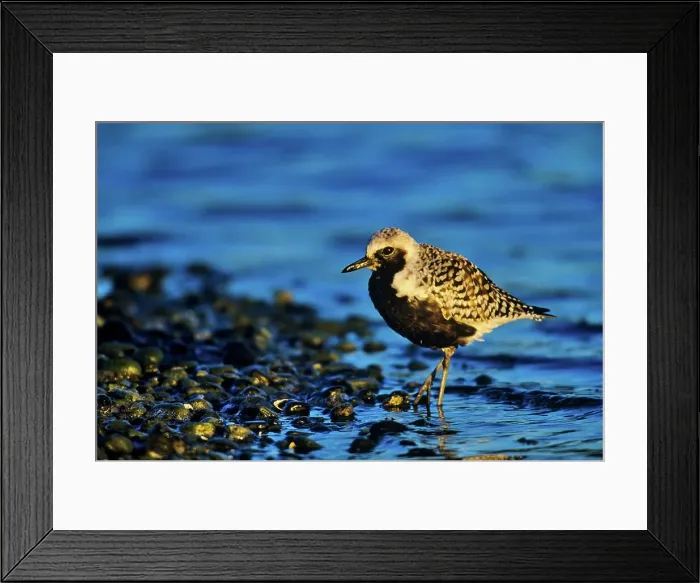 Framed Print : Canada, British Columbia, Vancouver Island Framed Print : Canada, British Columbia, Vancouver Island