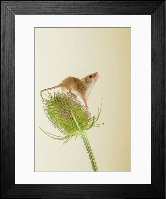 Framed Print : UK, Norfolk, Harvest Mouse (Micromys minutus) on teasel
