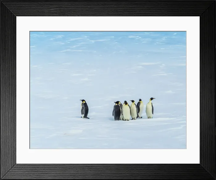 Framed Print : Antarctica Aptenodytes Forsteri Climate Change