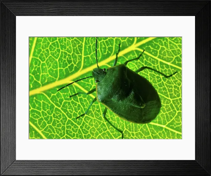 Framed Print : Canada, British Columbia, Vancouver Island Framed Print : Canada, British Columbia, Vancouver Island