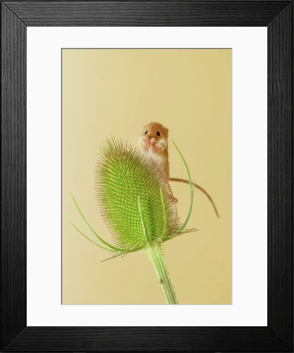 Framed Print : UK, Norfolk, Harvest Mouse (Micromys minutus) on teasel Framed Print : UK, Norfolk, Harvest Mouse (Micromys minutus) on teasel