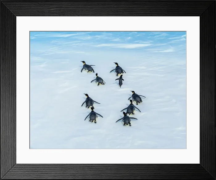 Framed Print : Antarctica Aptenodytes Forsteri Climate Change Framed Print : Antarctica Aptenodytes Forsteri Climate Change