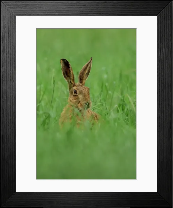 Framed Print : UK, Norfolk, Brown European Hare (Lepus europaeus) isolated head shot in grass field location Framed Print : UK, Norfolk, Brown European Hare (Lepus europaeus) isolated head shot in grass field location