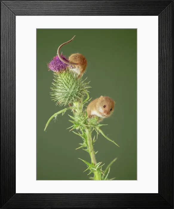 Framed Print : UK, Norfolk, Harvest Mouse (Micromys minutus) on thistle stalk Framed Print : UK, Norfolk, Harvest Mouse (Micromys minutus) on thistle stalk