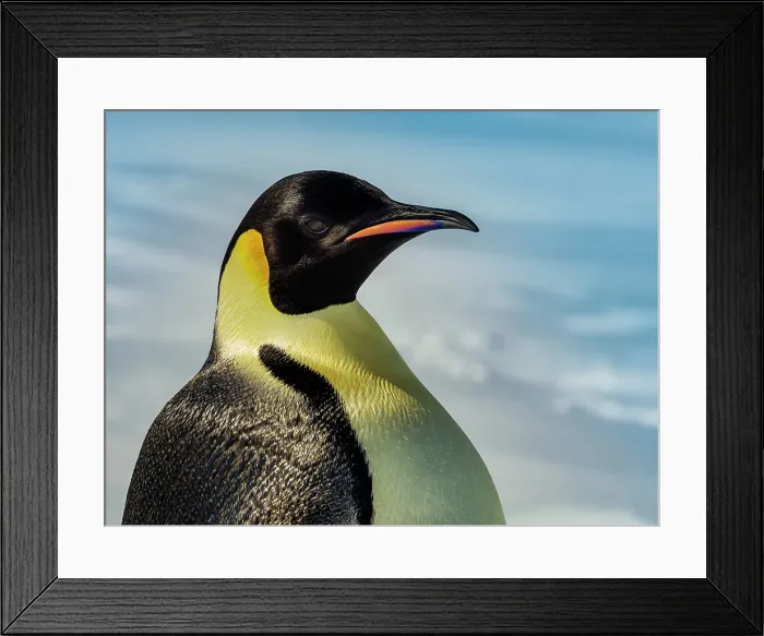 Framed Print : Antarctica Aptenodytes Forsteri Climate Change