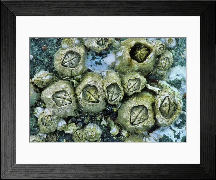 Framed Print : Canada, British Columbia, Vancouver Island