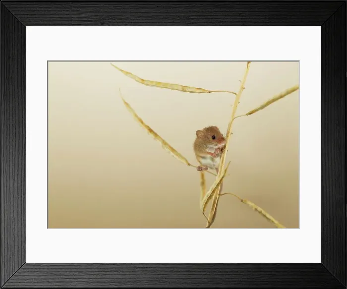 Framed Print : UK, Norfolk, Harvest Mouse (Micromys minutus) on rape seed stalk Framed Print : UK, Norfolk, Harvest Mouse (Micromys minutus) on rape seed stalk