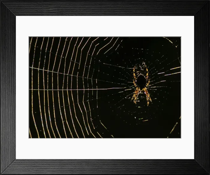 Framed Print : Canada, British Columbia, Vancouver Island Framed Print : Canada, British Columbia, Vancouver Island