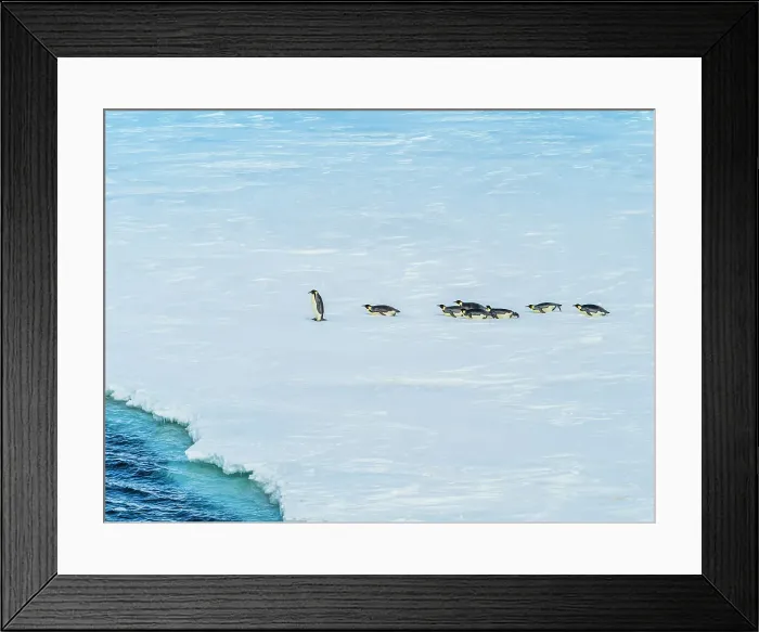 Framed Print : Antarctica Aptenodytes Forsteri Climate Change Framed Print : Antarctica Aptenodytes Forsteri Climate Change