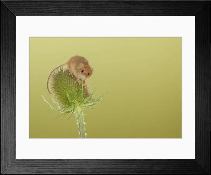 Framed Print : UK, Norfolk, Harvest Mouse (Micromys minutus) on teazel