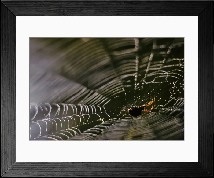 Framed Print : Canada, British Columbia, Vancouver Island Framed Print : Canada, British Columbia, Vancouver Island