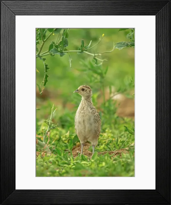 Framed Print : Pheasant (Phasianus colchicus) chick (Common) Framed Print : Pheasant (Phasianus colchicus) chick (Common)