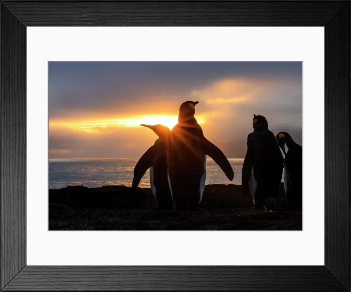 Framed Print : Adventure Antarctica Aptenodytes Patagonicus