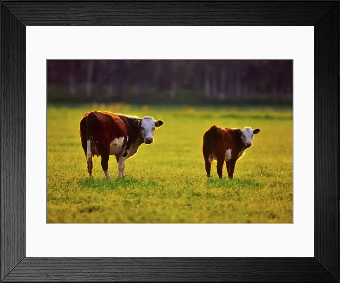 Framed Print : Canada, British Columbia, Vancouver Island Framed Print : Canada, British Columbia, Vancouver Island