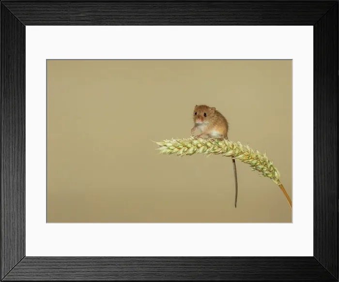 Framed Print : UK, Norfolk, Harvest Mouse (Micromys minutus) on Barley stalk Framed Print : UK, Norfolk, Harvest Mouse (Micromys minutus) on Barley stalk