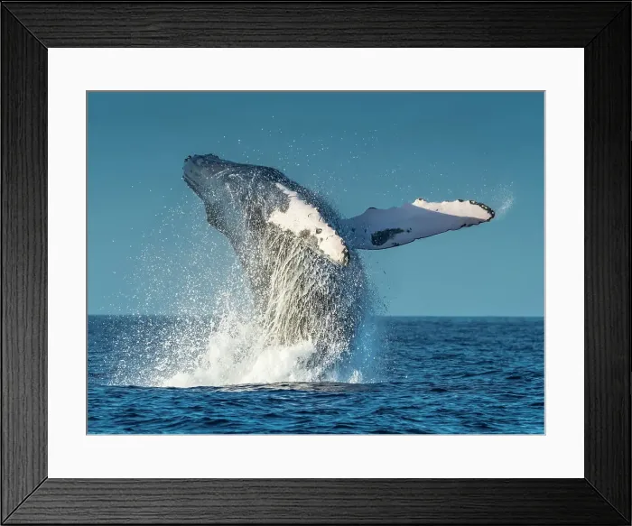 Framed Print : Blue Water Hawaii Hawaiian Islands Hawaiian Islands Humpback Whale National Marine Sanctuary