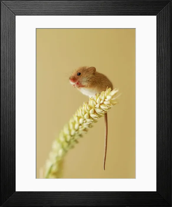 Framed Print : UK, Norfolk, Harvest Mouse (Micromys minutus) on Barley stalk Framed Print : UK, Norfolk, Harvest Mouse (Micromys minutus) on Barley stalk