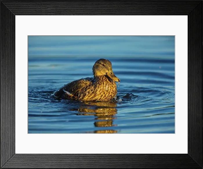 Framed Print : Canada, British Columbia, Vancouver Island Framed Print : Canada, British Columbia, Vancouver Island