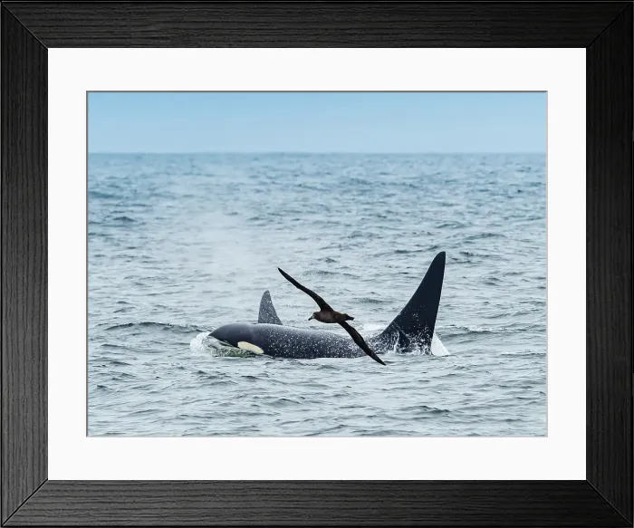 Framed Print : Black-footed Albatross (Phoebastria Nigripes)