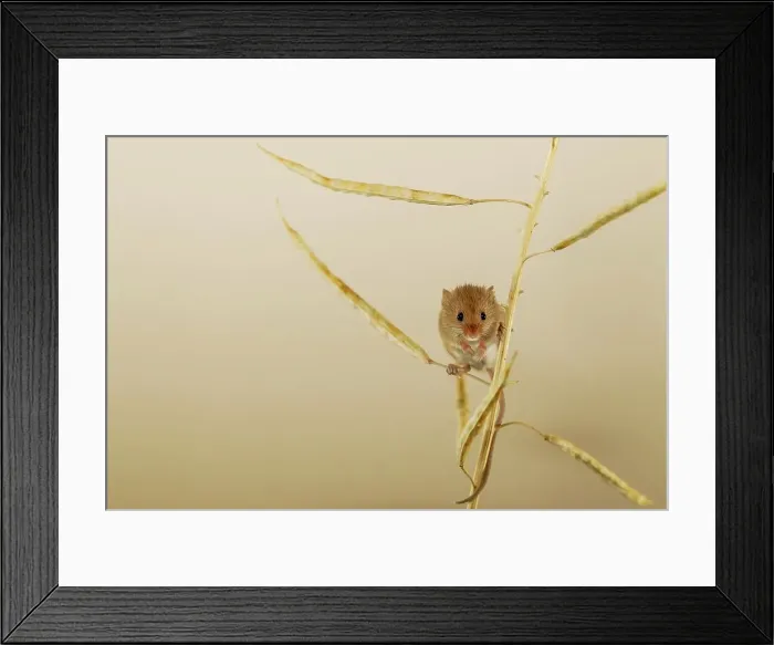Framed Print : UK, Norfolk, Harvest Mouse (Micromys minutus) on rape seed stalk Framed Print : UK, Norfolk, Harvest Mouse (Micromys minutus) on rape seed stalk
