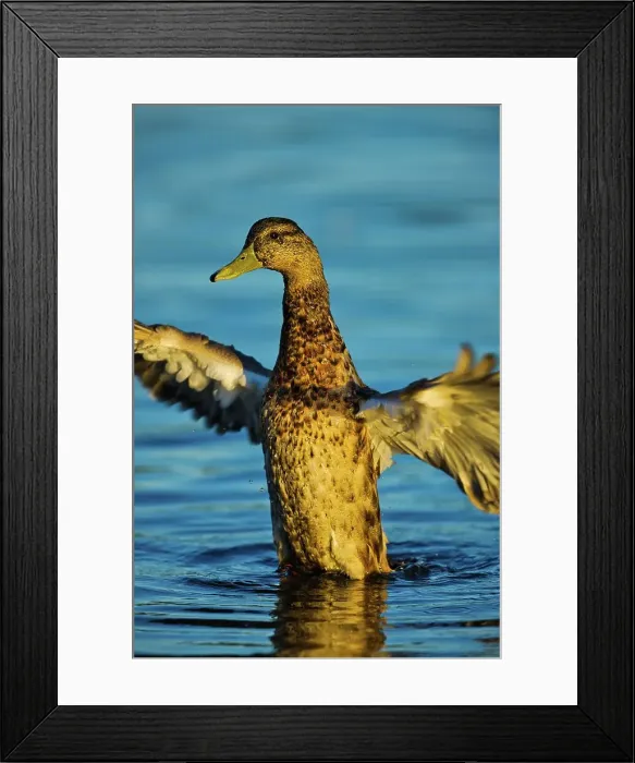 Framed Print : Canada, British Columbia, Vancouver Island Framed Print : Canada, British Columbia, Vancouver Island