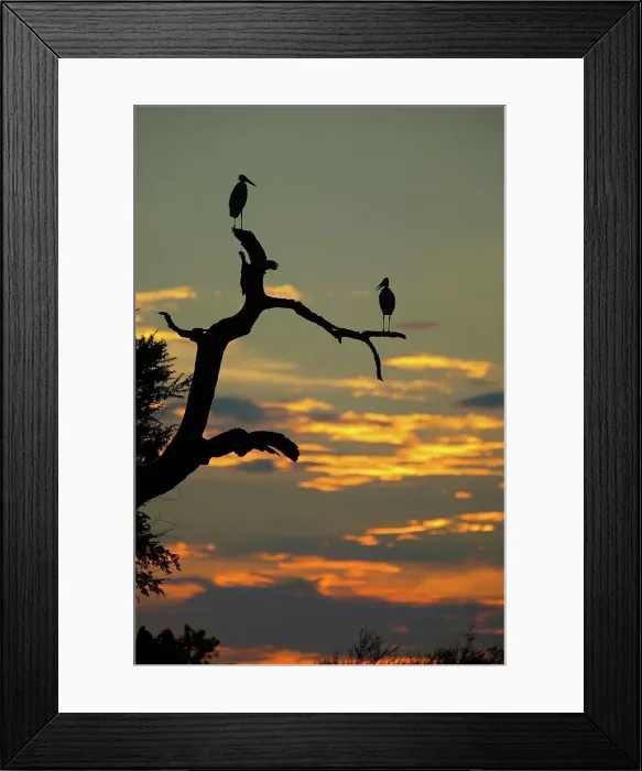 Framed Print : Marabou Stork (Leptopilos crumeniferns) in dead tree at sunset Framed Print : Marabou Stork (Leptopilos crumeniferns) in dead tree at sunset