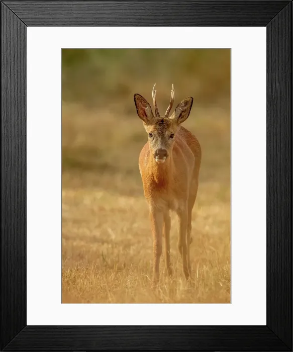 Framed Print : Roe Deer Buck (Capreolus capreolus) edge of field