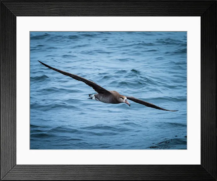 Framed Print : Black-footed Albatross (Phoebastria Nigripes) Framed Print : Black-footed Albatross (Phoebastria Nigripes)