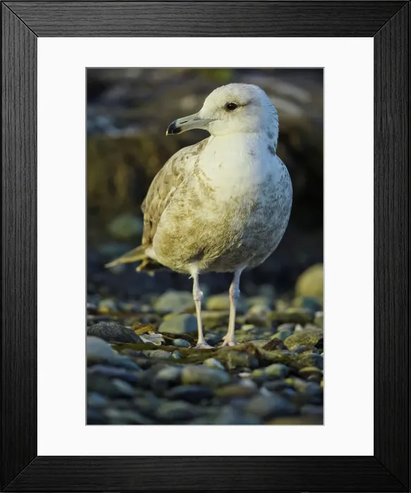 Framed Print : Canada, British Columbia, Vancouver Island