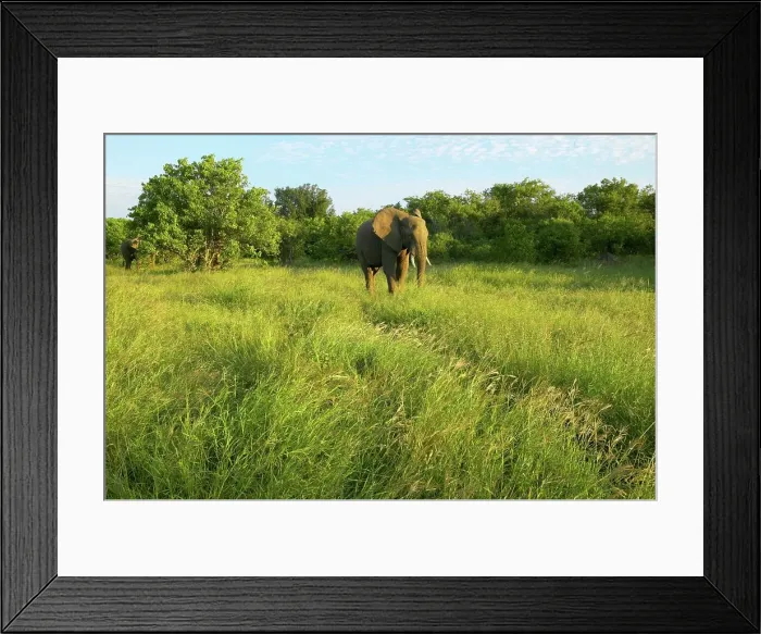 Framed Print : African Elephant (Loxodonta africana) feeding