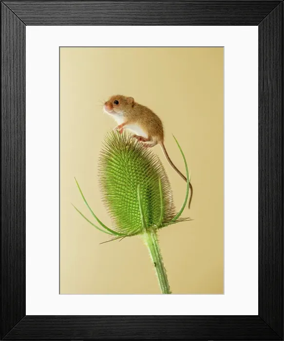 Framed Print : UK, Norfolk, Harvest Mouse (Micromys minutus) on teasel