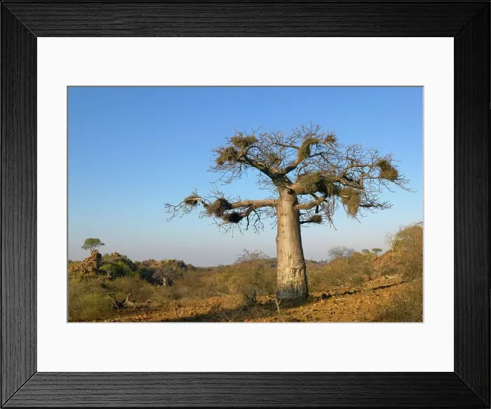 Framed Print : Baobab Tree (Andansonia digitata) Framed Print : Baobab Tree (Andansonia digitata)