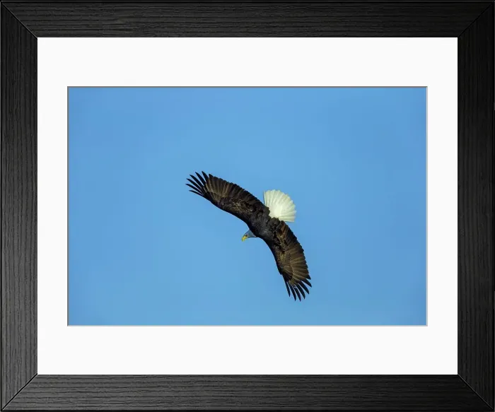 Framed Print : Canada, British Columbia, Vancouver Island