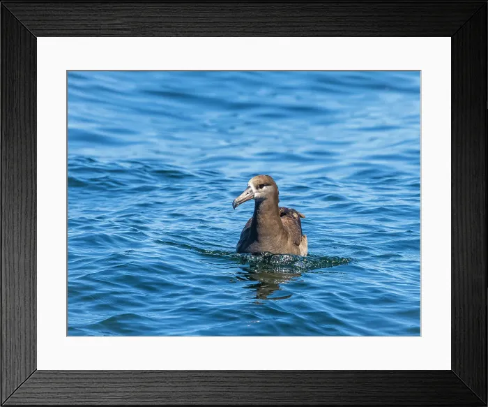 Framed Print : Black-footed Albatross (Phoebastria Nigripes) Framed Print : Black-footed Albatross (Phoebastria Nigripes)