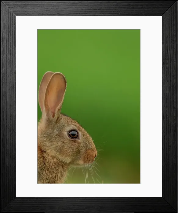 Framed Print : UK, Norfolk, Rabbit (Oryctolagus cuniculus) Framed Print : UK, Norfolk, Rabbit (Oryctolagus cuniculus)