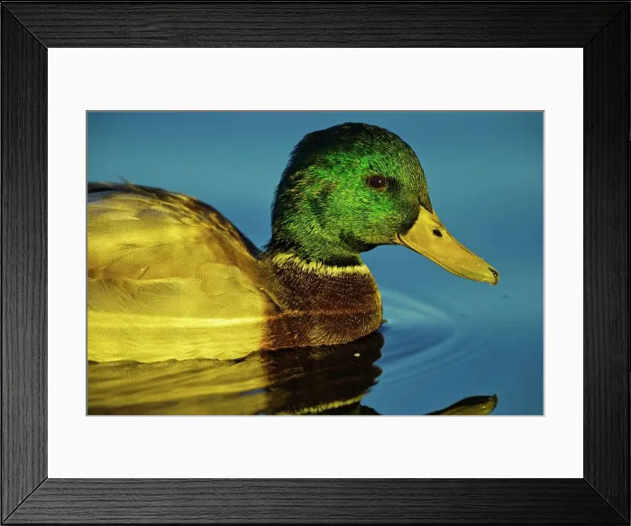 Framed Print : Canada, British Columbia, Vancouver Island