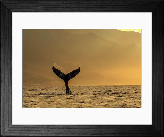 Framed Print : Whale tale, Humpback Whale (Megaptera novaeangliae) lifts its fluke at sunrise, Maui, Hawaii Framed Print : Whale tale, Humpback Whale (Megaptera novaeangliae) lifts its fluke at sunrise, Maui, Hawaii