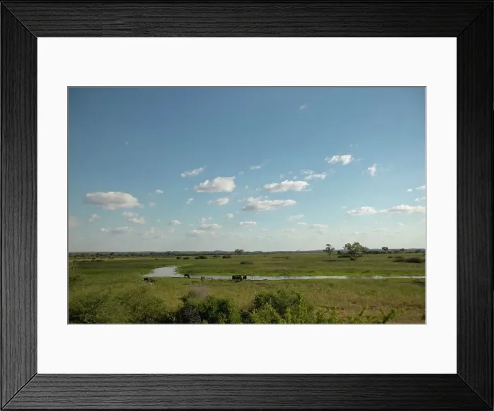 Framed Print : Blue Wildebeest (Connochaetes gnou) herd and Cattle Egrets (Bubulcus ibis) in vlei Framed Print : Blue Wildebeest (Connochaetes gnou) herd and Cattle Egrets (Bubulcus ibis) in vlei