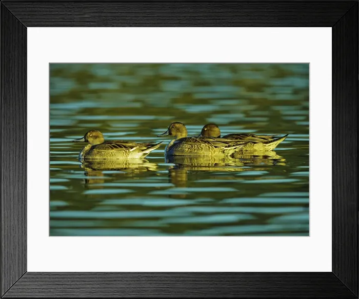 Framed Print : Canada, British Columbia, Vancouver Island Framed Print : Canada, British Columbia, Vancouver Island