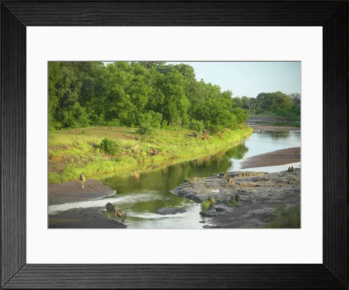 Framed Print : Kudu (Tragelaphus strepsiceros) and Chacma Baboon (Papio cynocephalus) in the Majale River Framed Print : Kudu (Tragelaphus strepsiceros) and Chacma Baboon (Papio cynocephalus) in the Majale River