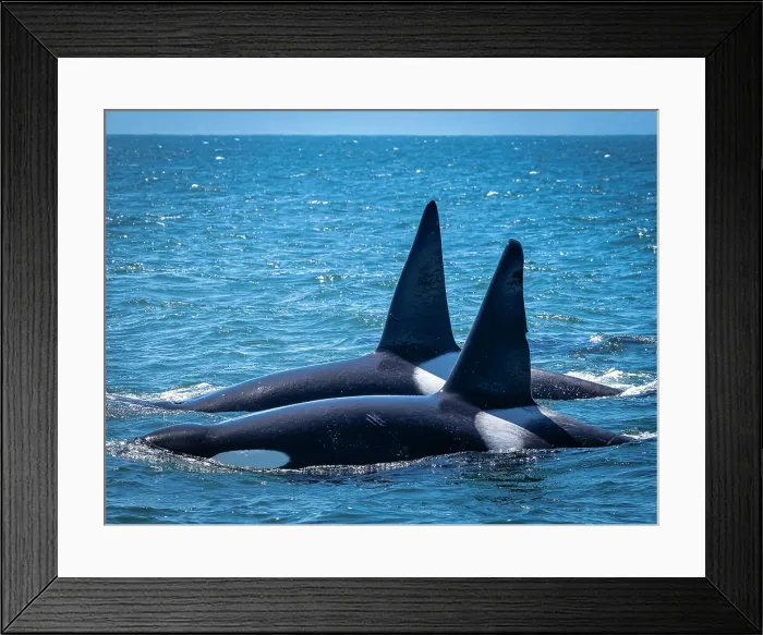 Framed Print : (Orca Orcinus) California Monterey Bay Monterey Bay National Marine Refuge Framed Print : (Orca Orcinus) California Monterey Bay Monterey Bay National Marine Refuge