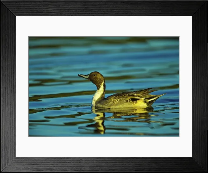 Framed Print : Canada, British Columbia, Vancouver Island