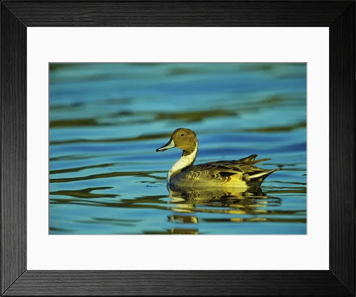 Framed Print : Canada, British Columbia, Vancouver Island
