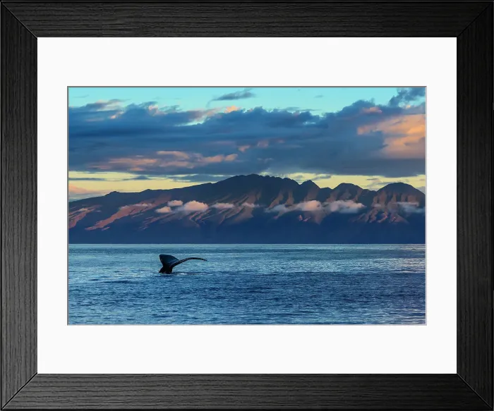Framed Print : Big Splash Hawaii Blue Water Fluke Hawaiian Islands Framed Print : Big Splash Hawaii Blue Water Fluke Hawaiian Islands