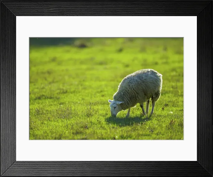 Framed Print : Canada, British Columbia, Vancouver Island Framed Print : Canada, British Columbia, Vancouver Island