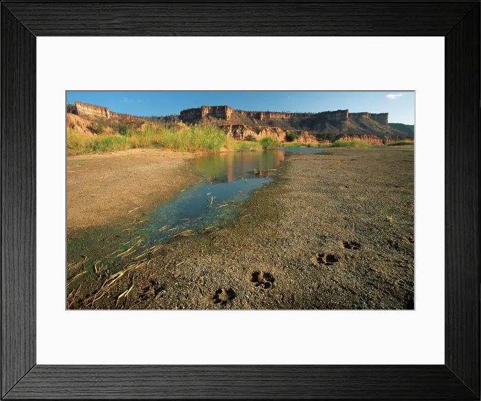 Framed Print : Lion spoor at Chilojo Cliffs. Gonarezhou National Park