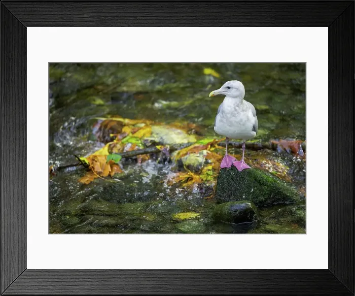 Framed Print : Canada, British Columbia, Vancouver Island Framed Print : Canada, British Columbia, Vancouver Island