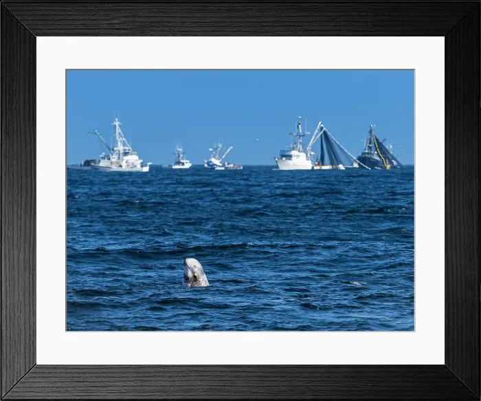Framed Print : Not a true Refuge, Risso's Dolphin spyhops near squid fishing boats in Monterey Bay Framed Print : Not a true Refuge, Risso's Dolphin spyhops near squid fishing boats in Monterey Bay