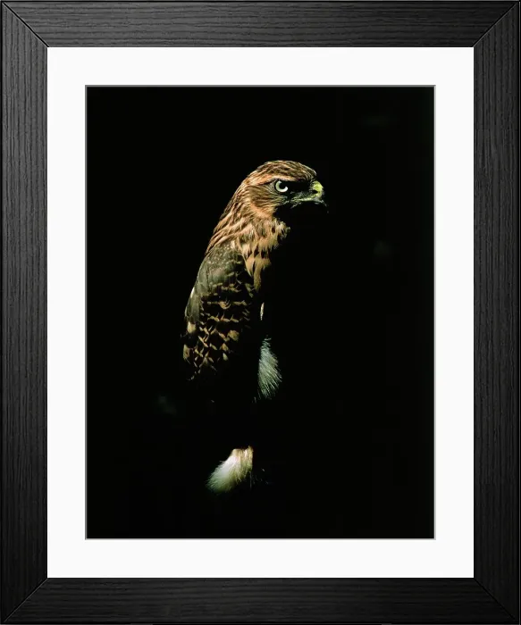 Framed Print : Goshawk, accipiter gentilis, Adult against Black Background Framed Print : Goshawk, accipiter gentilis, Adult against Black Background